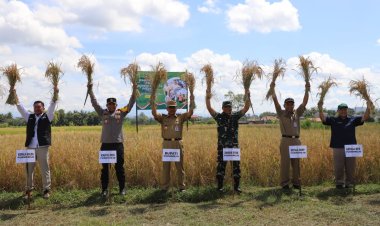 Purworejo Ikuti Panen Raya Padi Serentak 14 Provinsi bersama Presiden  